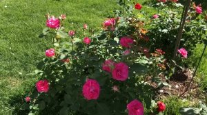 Розы в саду 1 часть. Instagram:bokareva1072