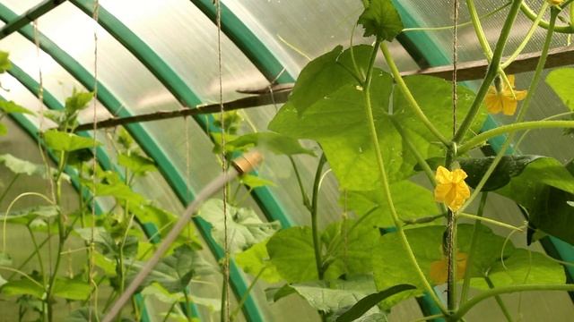 ОГОРОД В СЕНТЯБРЕ. Что ещё надо сделать в огороде в сентябре? смотреть онлайн