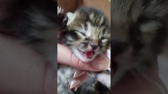 Котенок шипит смотреть онлайн