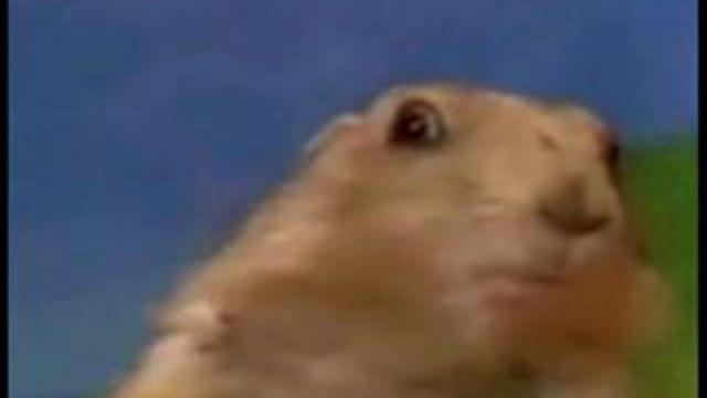 Хомяк молекула