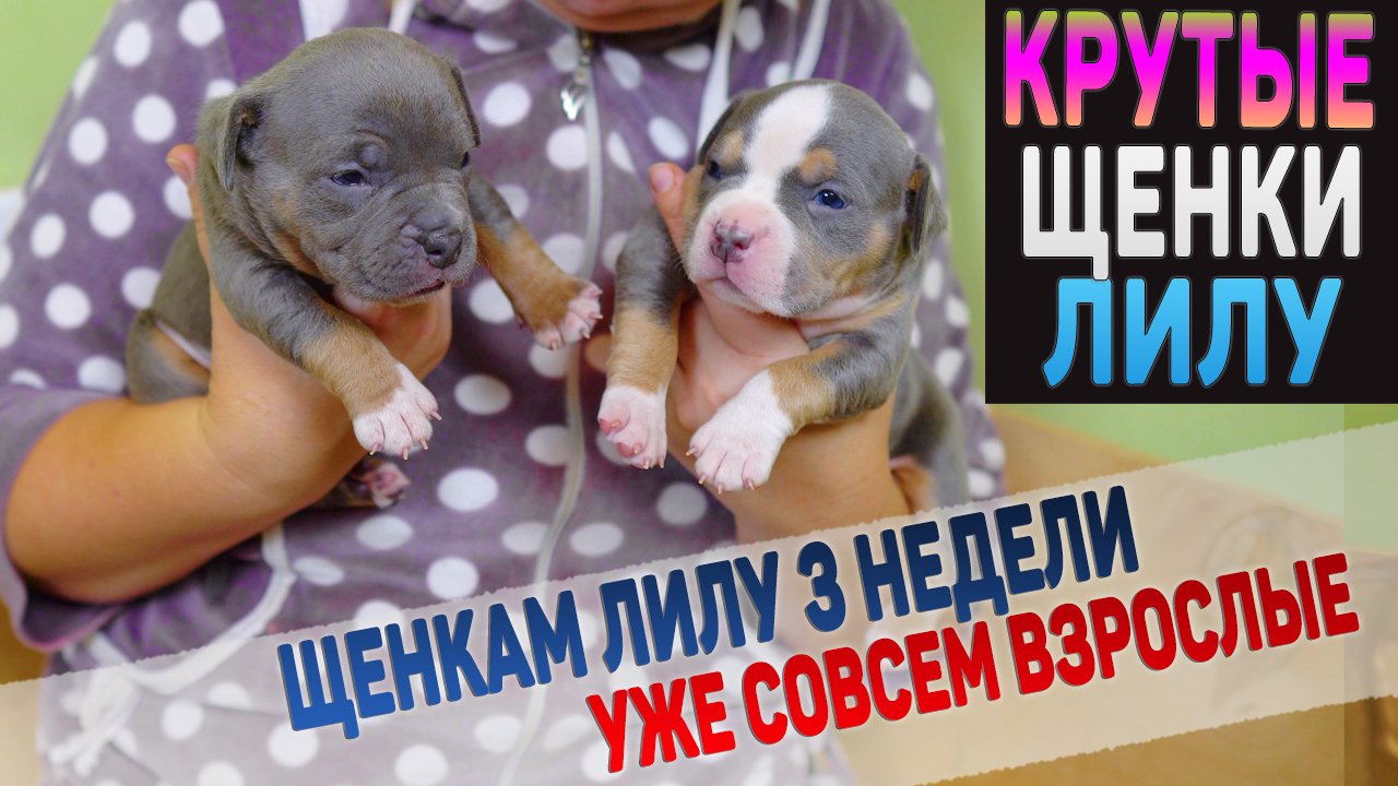Щеночкотерапия. Полчаса с щенками породы Американский Булли смотреть онлайн