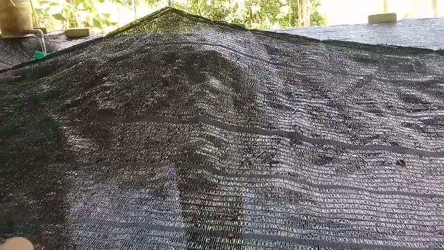 আর এ এস নাকি একুয়াপনিক্স ?? কোন পদ্ধতিতে মাছ চাষ করবেন ??? смотреть онлайн