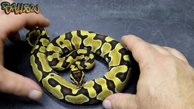 New Snakes and New Projects смотреть онлайн