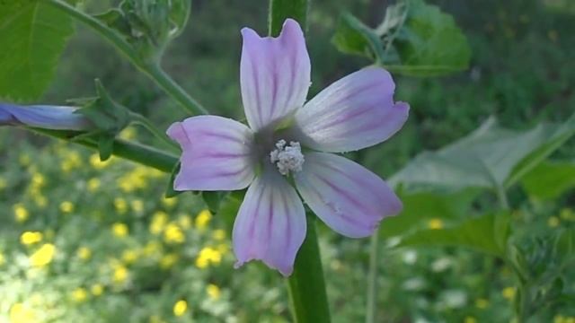 MALVA: Malva sylvestris (www.riomoros.com) смотреть онлайн