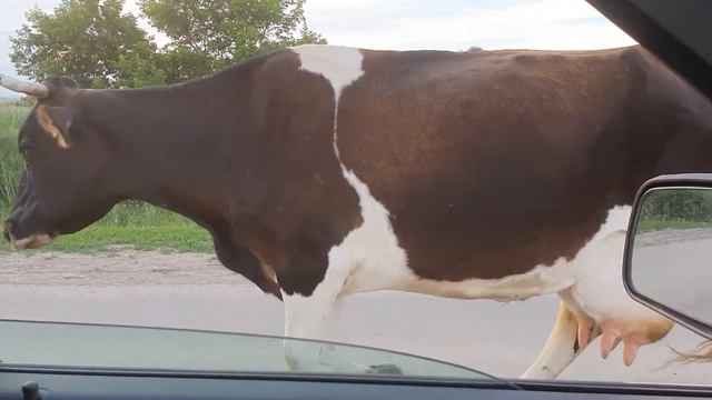 Винное Лето Стадо Коров Восточный Казахстан смотреть онлайн