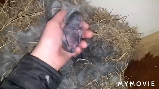 6 часов без света,а как же инкубаторы/окрол двух кролих/ покусала собака . смотреть онлайн
