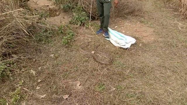 Relace Indian Rock Python अजगर साँप को पुनर्वास के लिए जंगल मे छोड़ दिया।Information about Ajgar смотреть онлайн