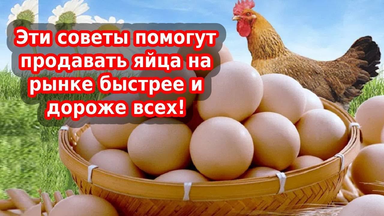 Купить яйцо или продать яйцо - бизнес деревне. Учу быстро и дорого продавать яйца смотреть онлайн