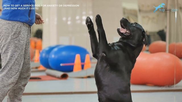 How to Get a Service Dog for Anxiety or Depression And How Much It Costs смотреть онлайн