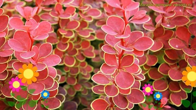 Барбарис тунберга Орэнж Санрайз. Краткий обзор, описание berberis thunbergii Orange Sunrise смотреть онлайн