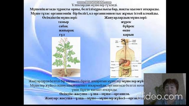 Жасуша, ұлпа, мүше