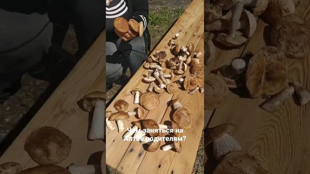 Чем заняться родителям на Алтае? Для папы собирать грибы это не с чем не сравнимое удовольствие! смотреть онлайн