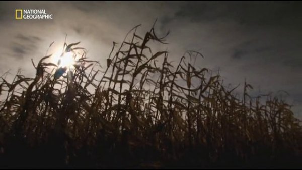 Круги на полях