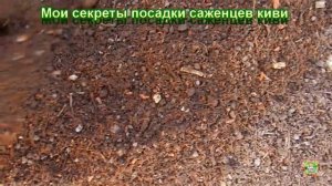 Мои секреты посадки саженцев киви