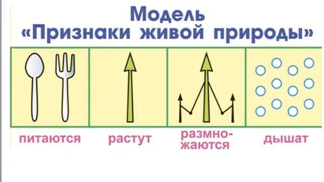 Царства живой природы 1 смотреть онлайн