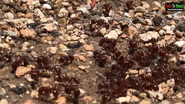 Srisailam Mallikarjuna | Complete Tour Guide 2023 | श्रीशैलम, मल्लिकार्जुन jyotirlinga | смотреть онлайн