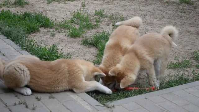 два брата и сестричка...правда похожи... смотреть онлайн