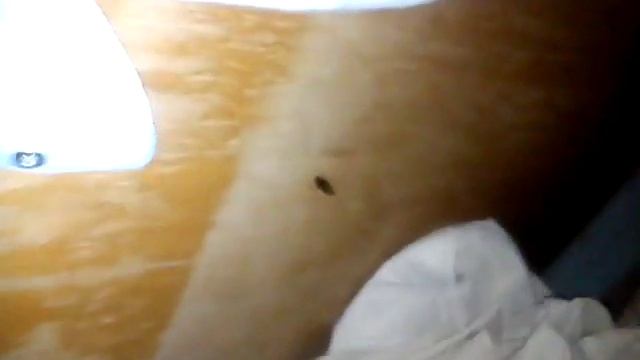 Тараканы в детской больнице г.Симферополь смотреть онлайн