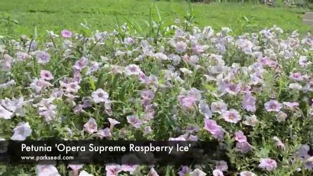 Petunia 'Opera Supreme Raspberry Ice' смотреть онлайн