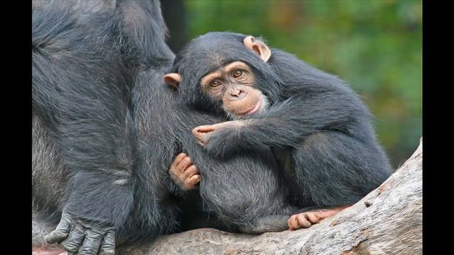 ШИМПАНЗЕ часть 9 смотреть онлайн