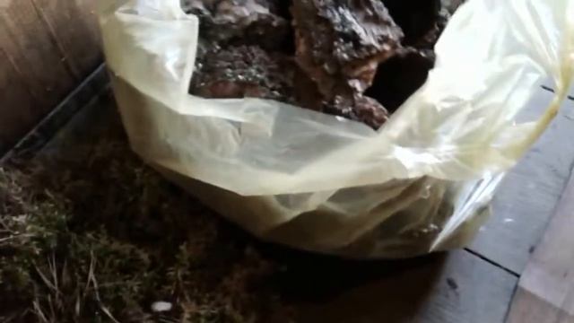 Свои орхидеи я высаживаю в сосновую кору и мох. смотреть онлайн