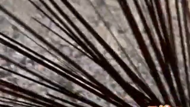 морской еж смотреть онлайн