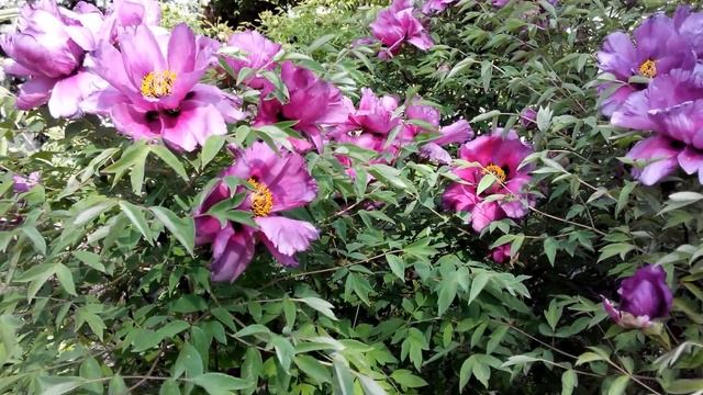 Пион Древовидный. Неймоверно красивое цветение смотреть онлайн