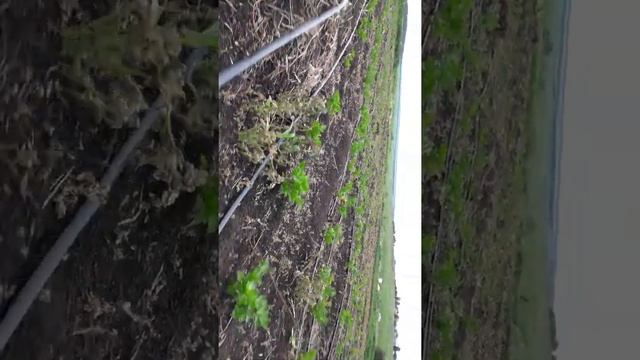 дествия почвенного гербицида Гезагард,на сельдерей смотреть онлайн