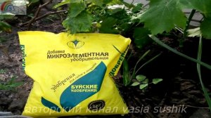 Признаки болезни винограда.Почему скручиваются листья у винограда что делать