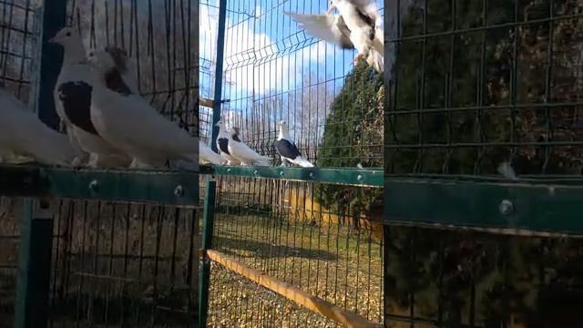 Голуби Чебаркули