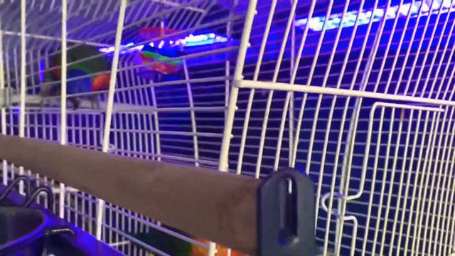 Cute Birds In Pet Shop Store The Reef Gibraltar/Милые Птицы В Зоомагазин Риф Гибралтар смотреть онлайн