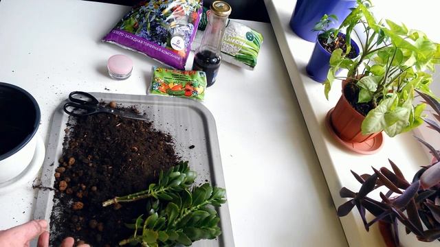 Каланхоэ.Что делать когда отцвел и вытянулся каланхоэ? Каланхоэ садим без корней!? смотреть онлайн