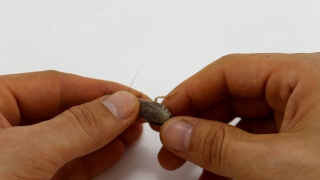 Что такое мраморный таракан? / Nauphoeta cinerea / Кто такой? смотреть онлайн