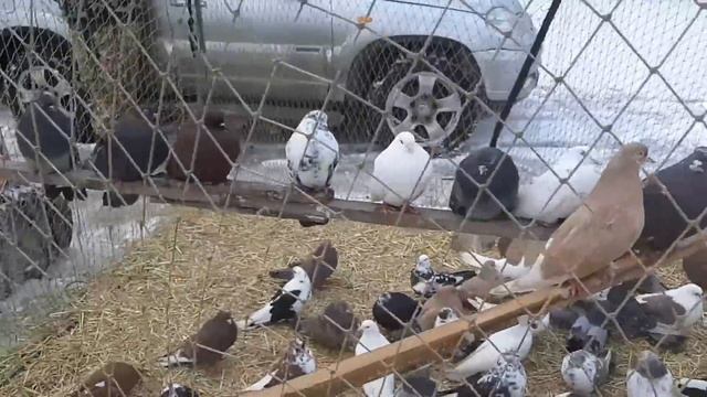 Цены на ярмарке голубей. Певчие голуби. Гости из Донецка приглашают на итоговую выставку в Шахтерск смотреть онлайн
