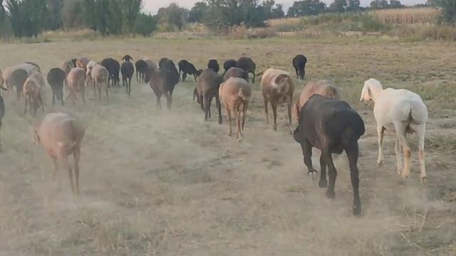 (1112) ушастик заканчивает Огул в Хозяйстве смотреть онлайн