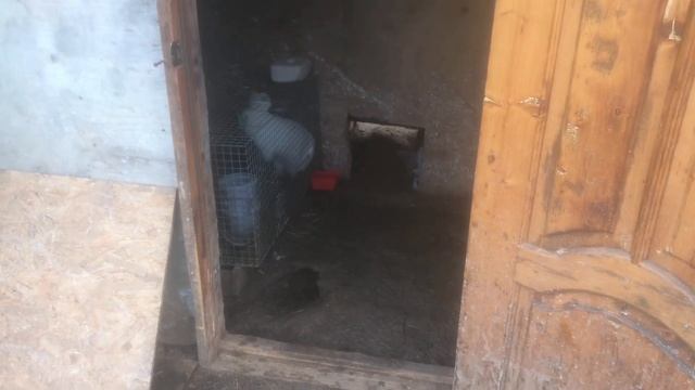 Пришла весна, подводим итоги зимы с нашими кроликами в вольере. Мои кролики. Дачная Жизнь ТВ. смотреть онлайн