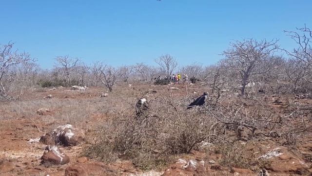 Галапагосы. Необитаемые острова. Есть ли на них жизнь? смотреть онлайн