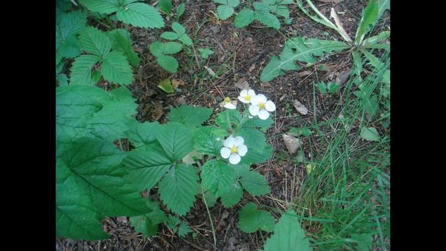 Усадьба Щелыково. Часть 2.