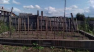 Мои заметки_томат Король ранних