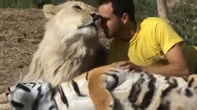 Лев с Тигром смотреть онлайн