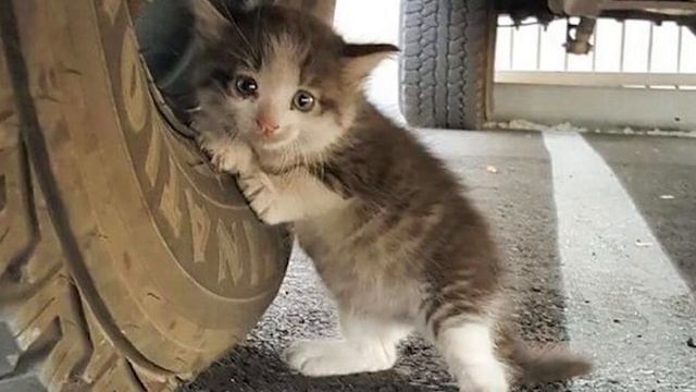 Муж прислал жене фото с вопросом «Можно, я заберу его домой», а далее… смотреть онлайн