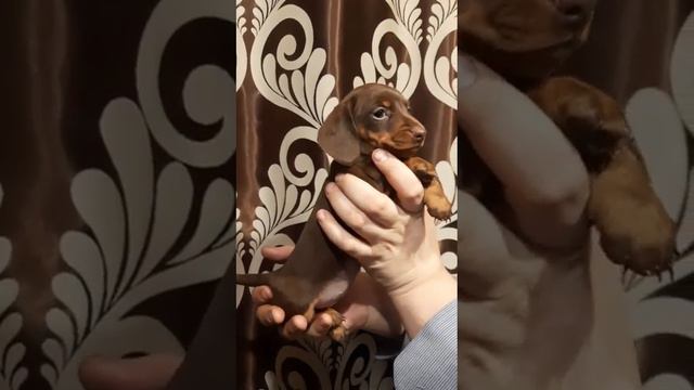 Девочка миниатюрной/ кроличьей таксы РКФ смотреть онлайн