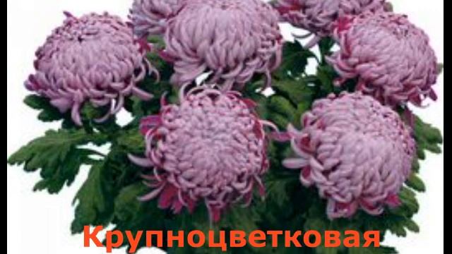 Хризантема обрезка, формирование, виды хризантем. смотреть онлайн