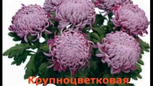 Хризантема обрезка, формирование,  виды хризантем.