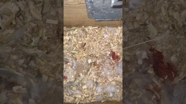 Принимаем роды у крольчихи! ?? смотреть онлайн