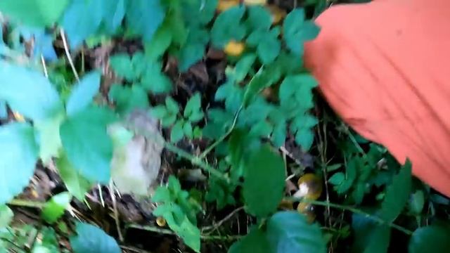 Come e quando trovare i chiodini смотреть онлайн