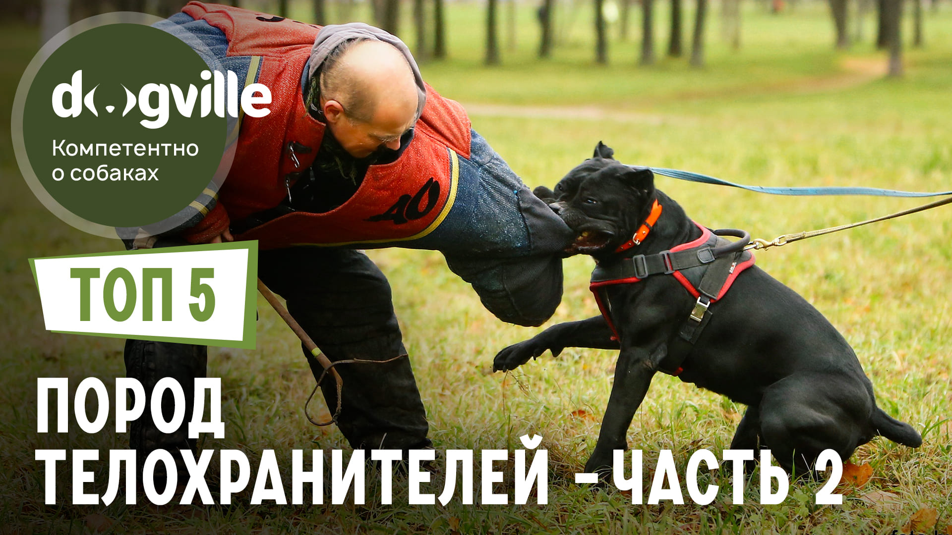 ТОП 5 Пород собак ТЕЛОХРАНИТЕЛЕЙ - Часть 2 смотреть онлайн