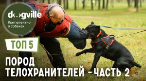 ТОП 5 Пород собак ТЕЛОХРАНИТЕЛЕЙ - Часть 2