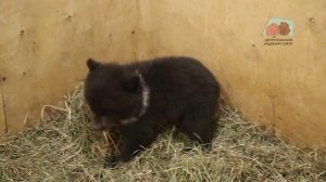 Медвежата потихонечку осваиваются в своей новой «берлоге»