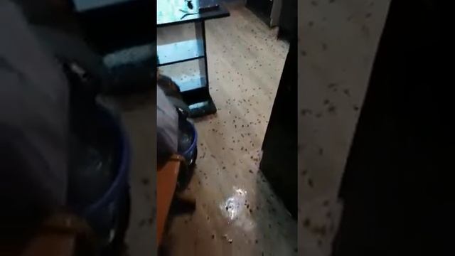 Тараканы в квартире.Как избавиться от тараканов в квартире? смотреть онлайн